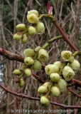 Stachyurus praecox