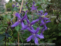 Clematis integr. Miranda