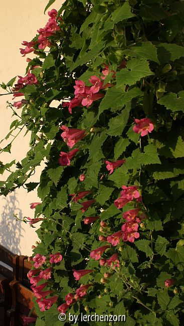 Lophospermum (Asarina, Maurandya) cf. erubescens