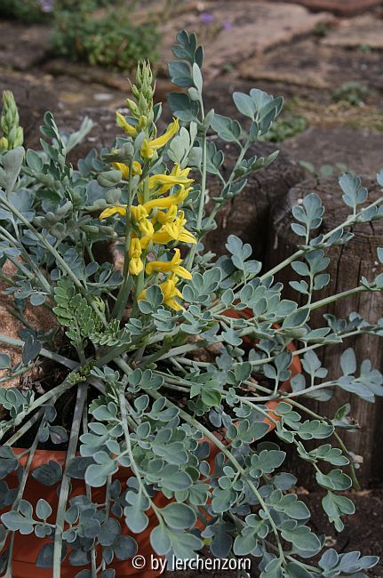 Corydalis wilsonii