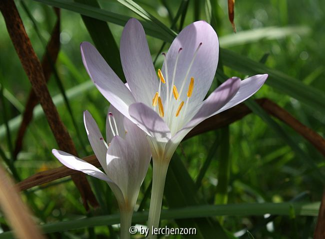 Colchicum autumnale