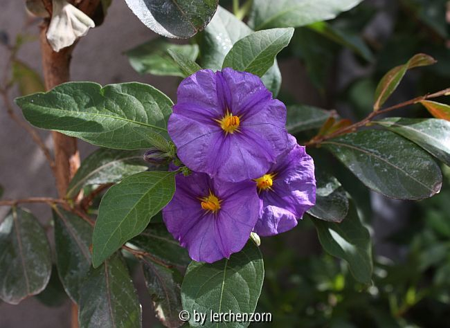 Solanum rantonettii