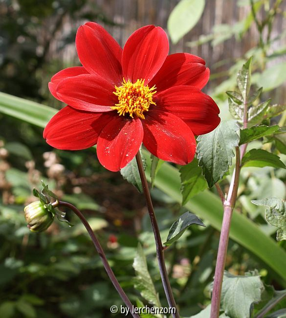 Dahlia (Absaat von Bishop of Llandaff)