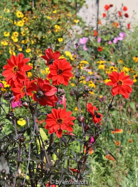 Dahlia Bishop of Llandaff