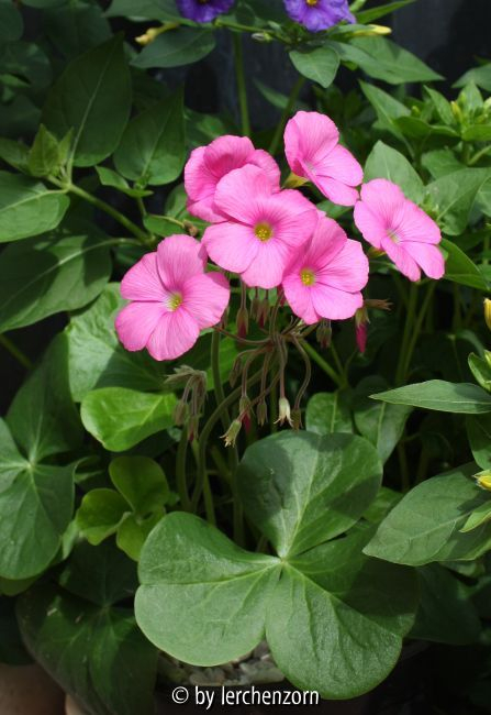 Oxalis bowiei