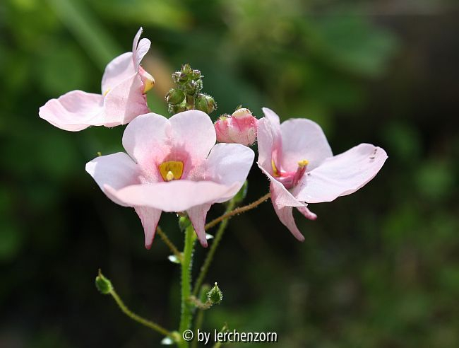 Diascia Cult.