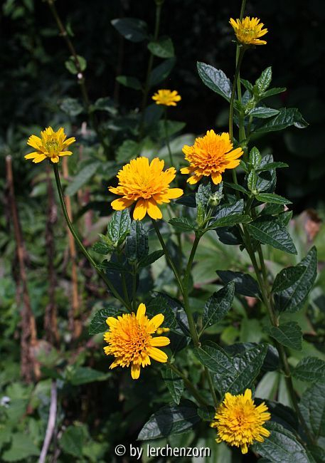 Heliopsis helianthoides Asahi