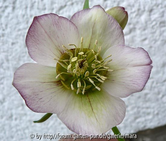 Helleborus Hybride