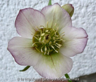 Helleborus Hybride