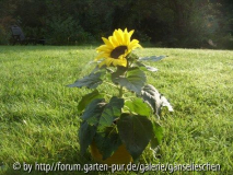 gestellt.JPG