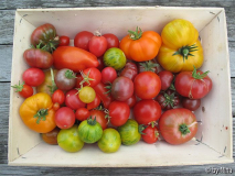 Tomatenernte im August