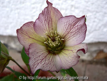 Helleborus Hybride