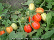 Tomate Roma