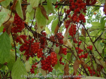 Schisandra - Ernte2012