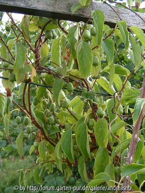 Kiwi Issai