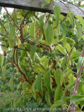 Kiwi Issai