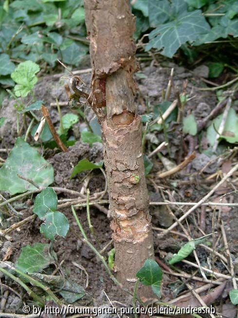 Gingko - Mäuseschaden
