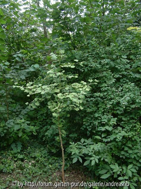 Gingko - Wuchs