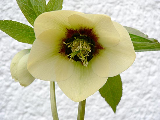 Helleborus Hybride