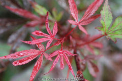 Acer 'Shaina'