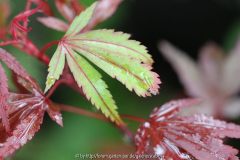 Acer 'Shaina'