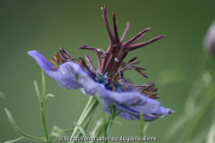 Nigella