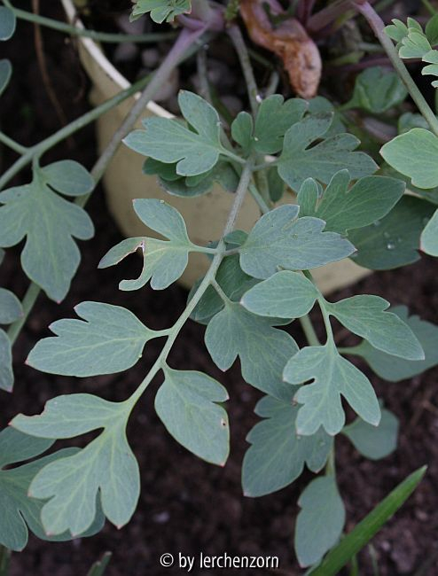 Corydalis-Hybr. CANARY FEATHERS, Blatt