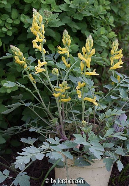 Corydalis-Hybr. CANARY FEATHERS