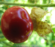 vollreife Frucht