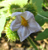 violette Blüte