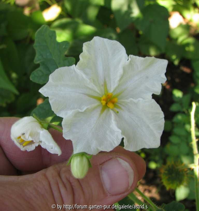 weiße Blüte