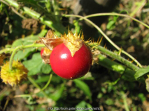 reife Frucht