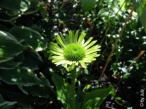 DSCN5485.JPG