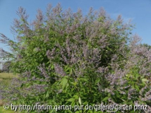Vitex negundo (09/12)