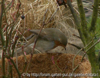 Rotkehlchen-04-06.jpg
