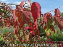 Euonymus sachalinensis (09/12)