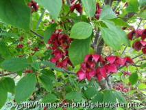 Euonymus planipes (09/12)