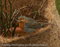 RotkehlchenIII-04-06.jpg