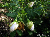Tuula Knospen und Verblühtes.JPG
