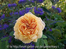 Aimable Blush