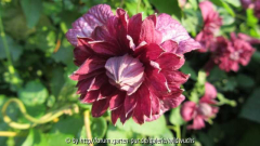 clematis.jpg