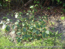 Hamamelis.JPG