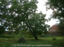 schräger Walnussbaum