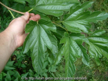 Morus kagayamae / Blatt