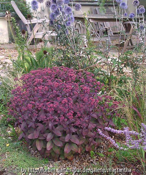 Habitus Sedum Purple Emperor Mitte August vor Blüte