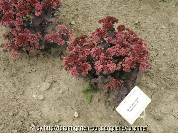 Sedum Karfunkelst