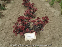 Sedum Xenox