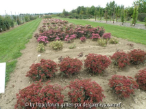 Sedum Pillnitz