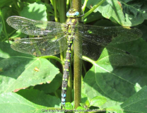 libelle.jpg