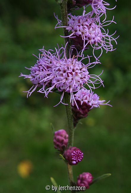 Liatris aspera